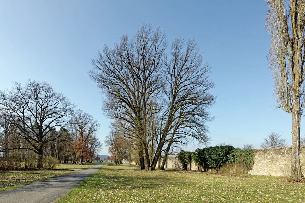 Eiche im Schlosspark Eichenzell