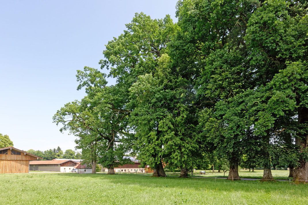 Eiche bei Hössenthal