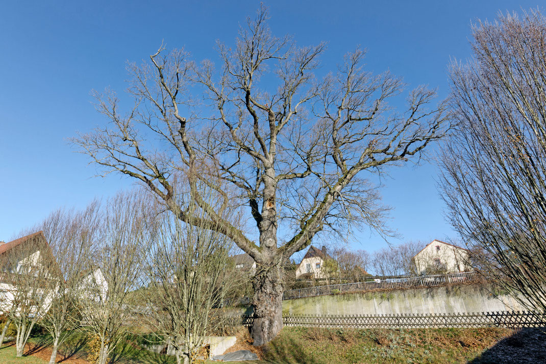 Eiche in Tüschnitz