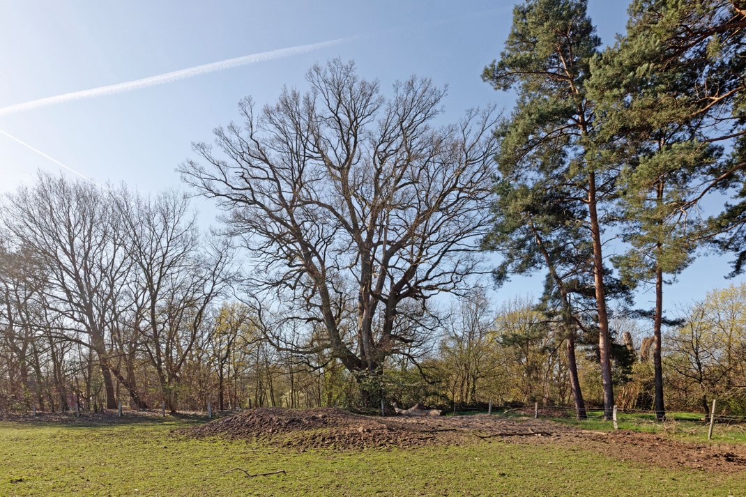Eiche bei Brokeloh
