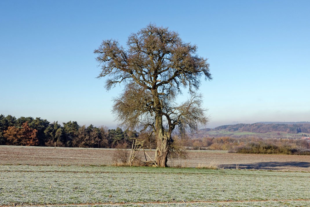 Wildbirne bei Maineck