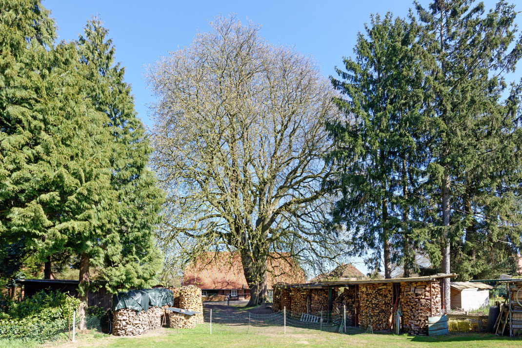 Rosskastanie in Estorf