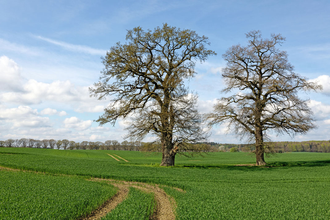 Eiche bei Hofholz
