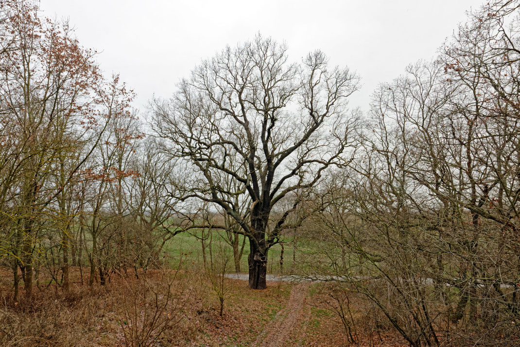 Eiche bei Canitz