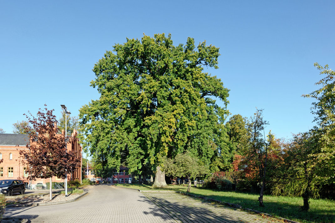 Eiche in Dobbertin