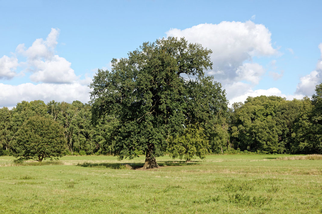 Eiche bei Karwe