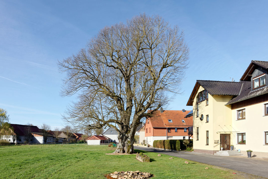Linde in Varlosen