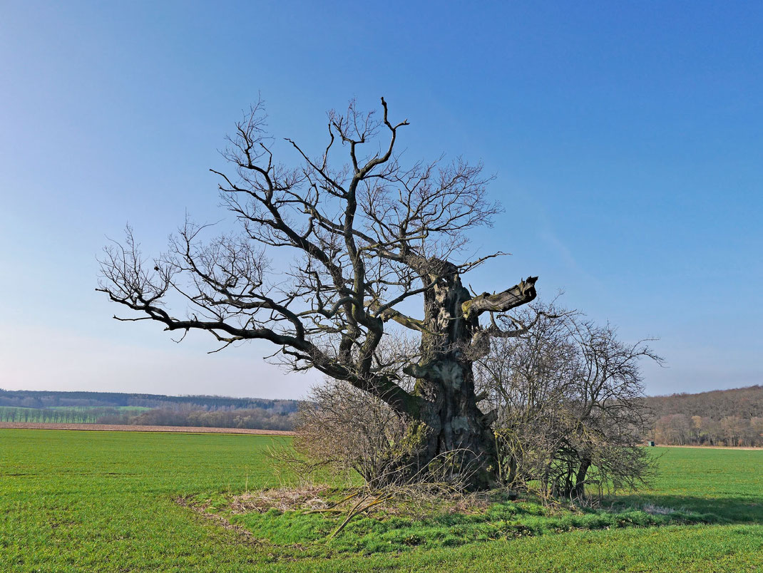 Dicke Margarete bei Beberbeck