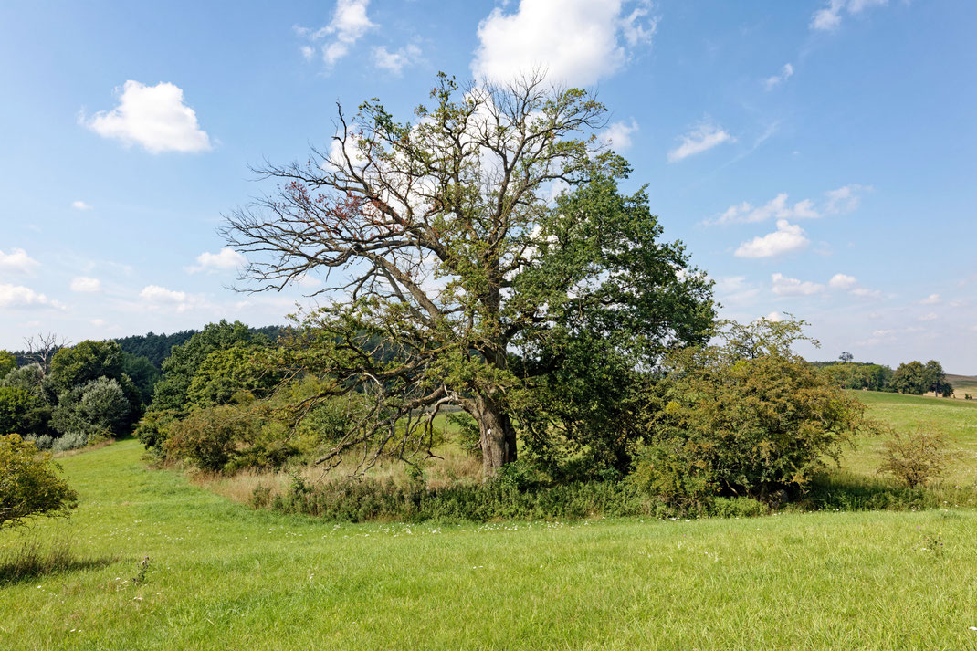 Eiche bei Brustorf