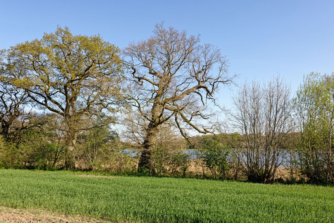 Eiche am Schrapenteich bei Gut Güldenstein