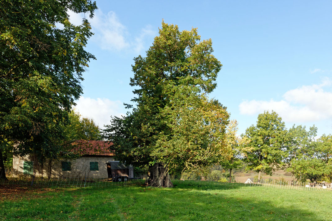 Friedhofslinde in Emmenhausen