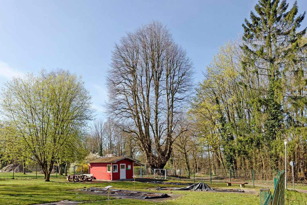 Linde in Harpstedt