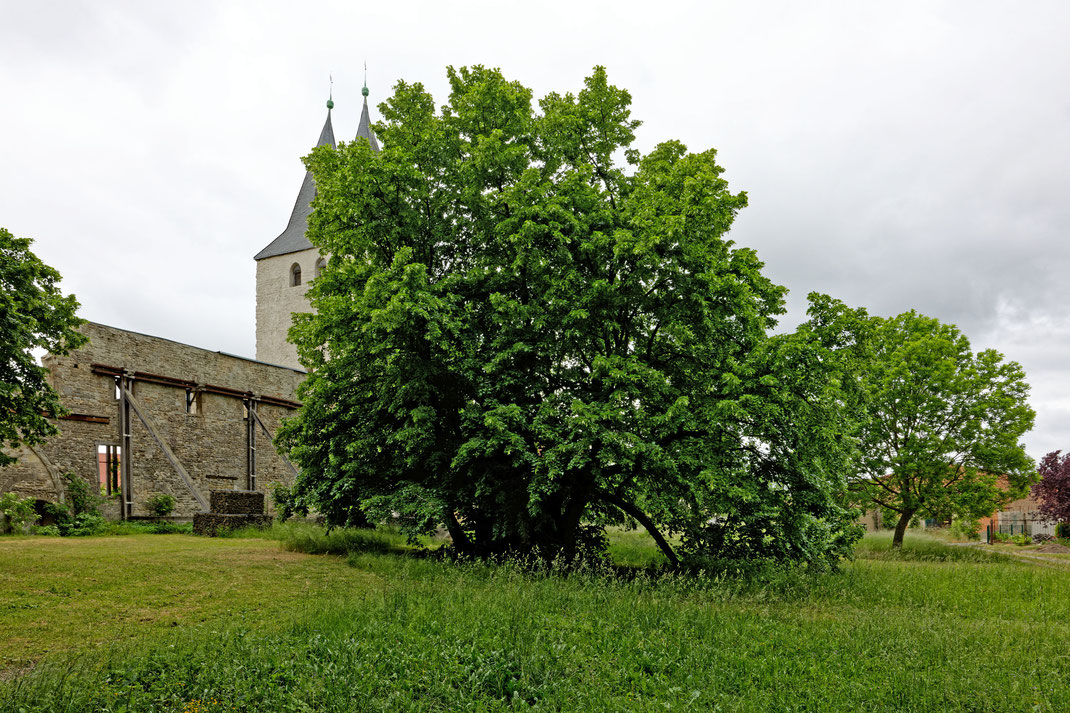 Linde beim ehemaligen Kloster Stötterlingenburg in Lüttgenrode