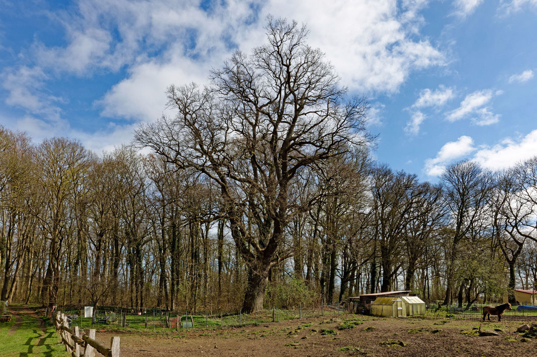 Eiche bei Gnewitz