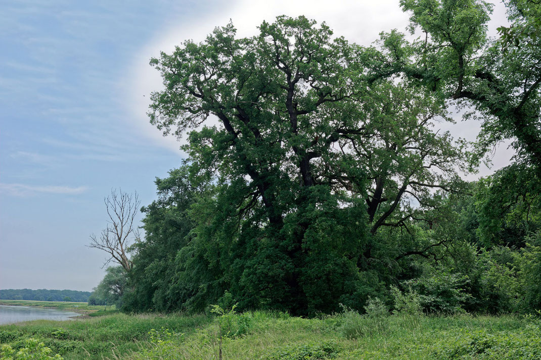 Eiche in den Elbauen bei Vockerode