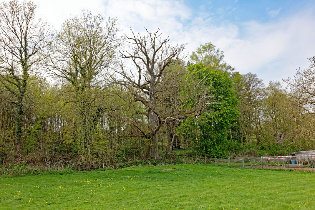 Eiche bei Althorst