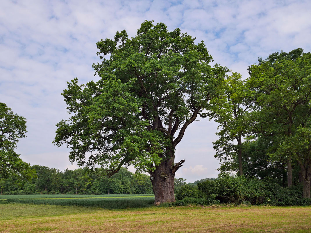 Holzmutter im Gerolfinger Forst bei Gerolfing