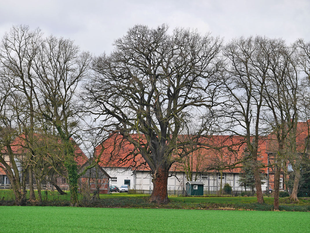 Eiche bei Langlingen