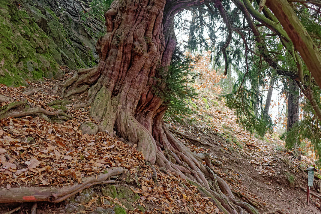 Tausendjährige Eiche bei Schlottwitz