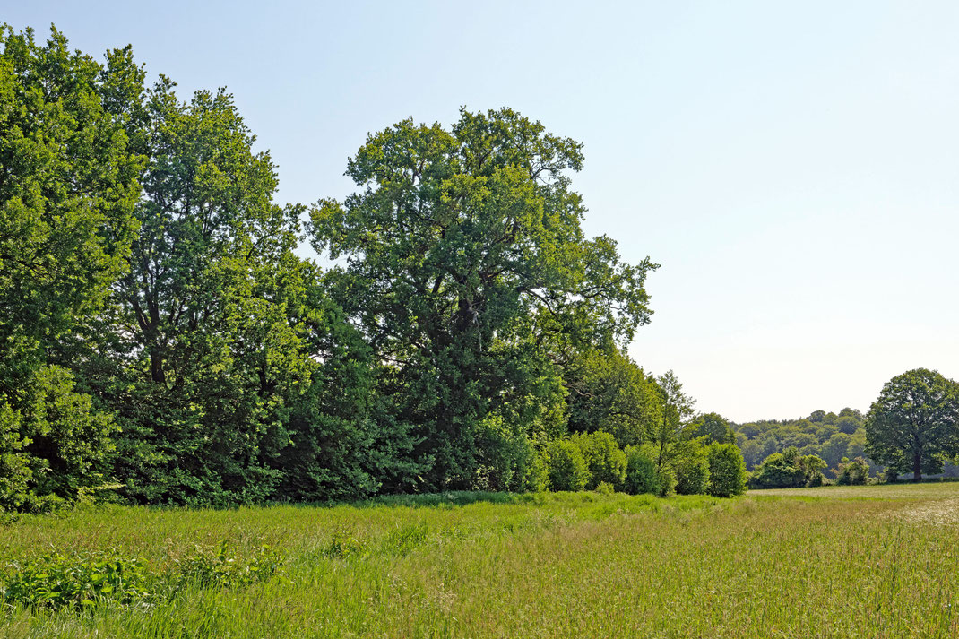 Eiche bei Kirchmühl