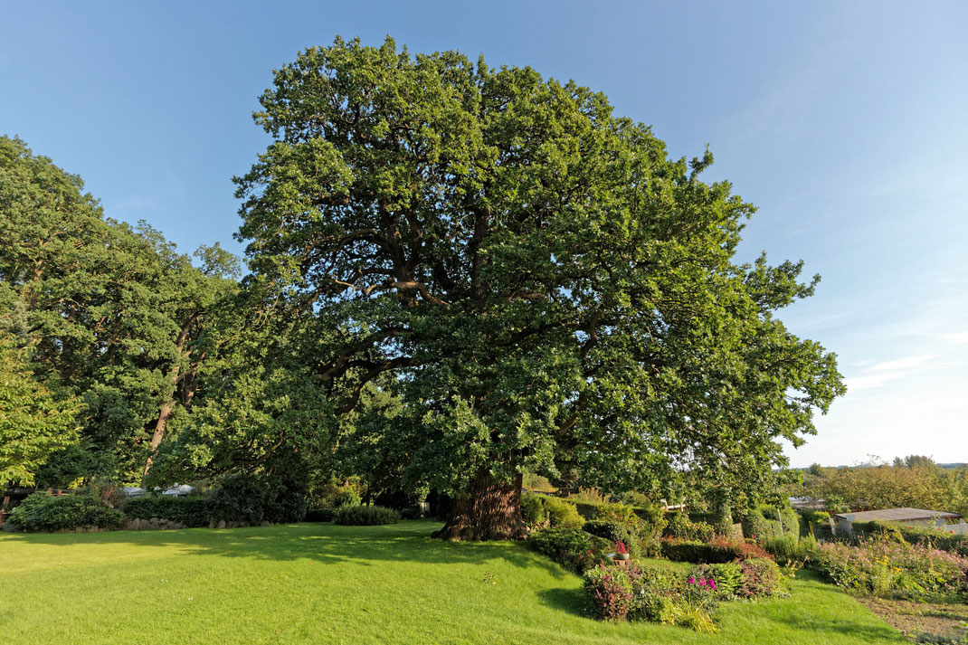 Eiche auf der Halbinsel Schelfwerder in Schwerin