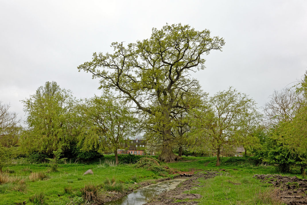 Eiche bei Gut Waterneversdorf