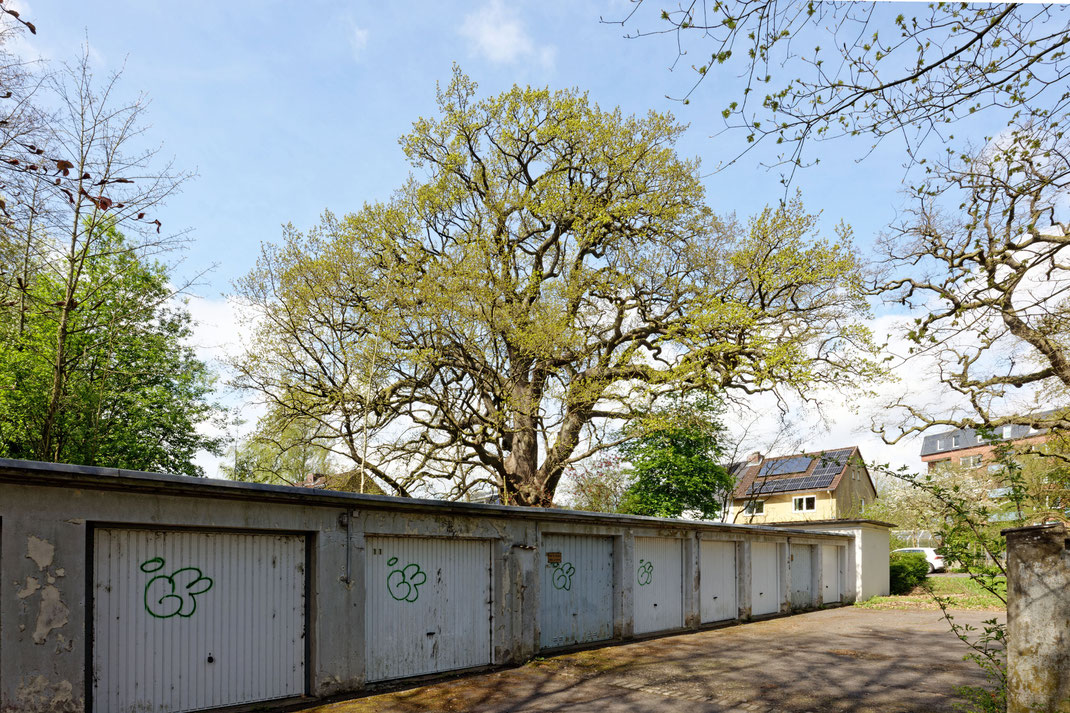 Eiche in Altenholz-Stift
