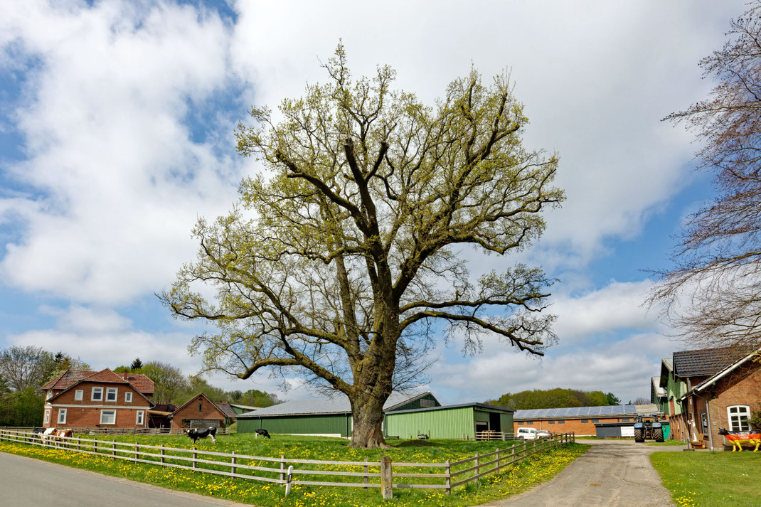 Eiche in Barlohe