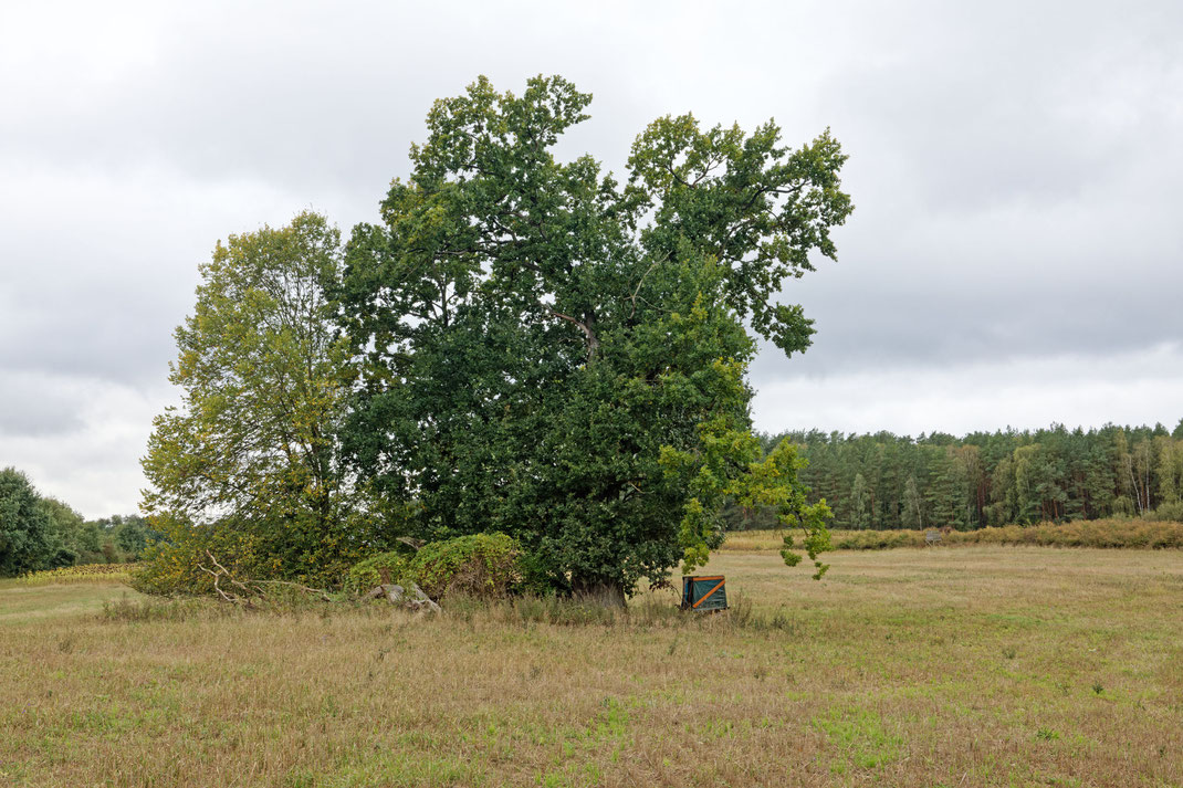 Eiche bei Wesenberg