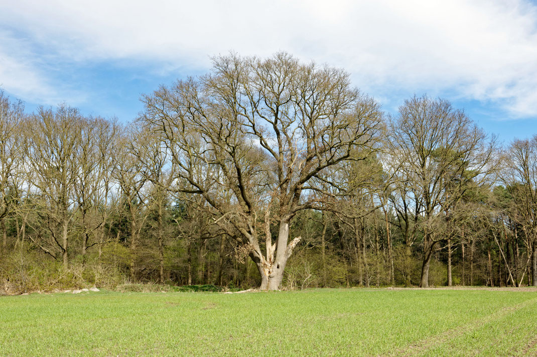 Eiche bei Großenkneten