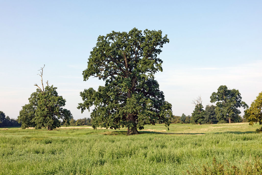 Eiche bei Blankenhof