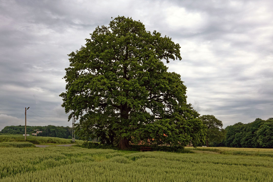 Höpkers Eiche bei Westkilver