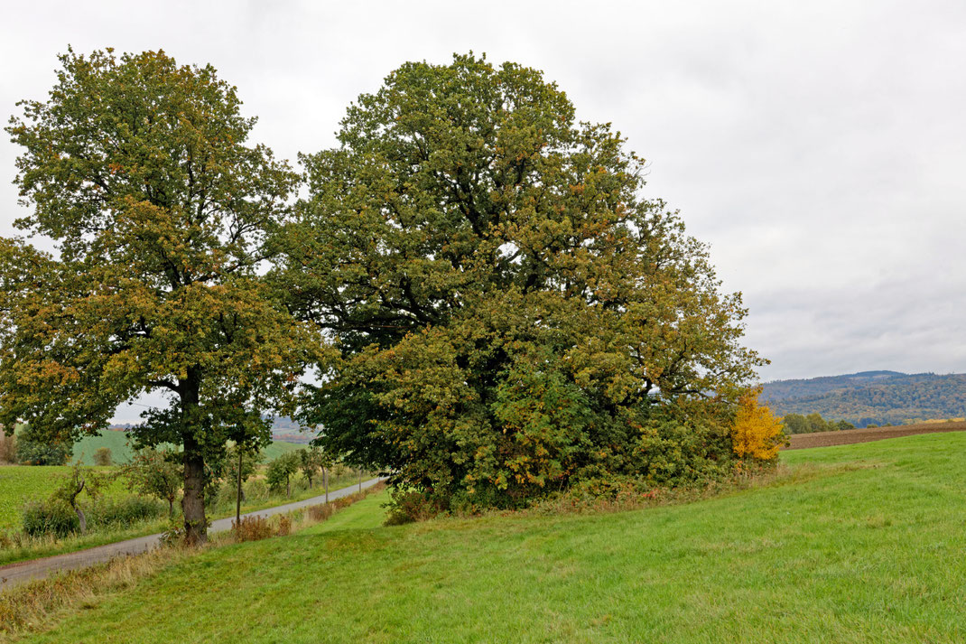 Eiche bei Münchehof