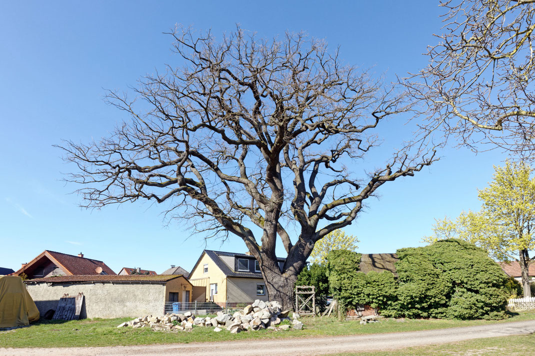 Eiche Eischott