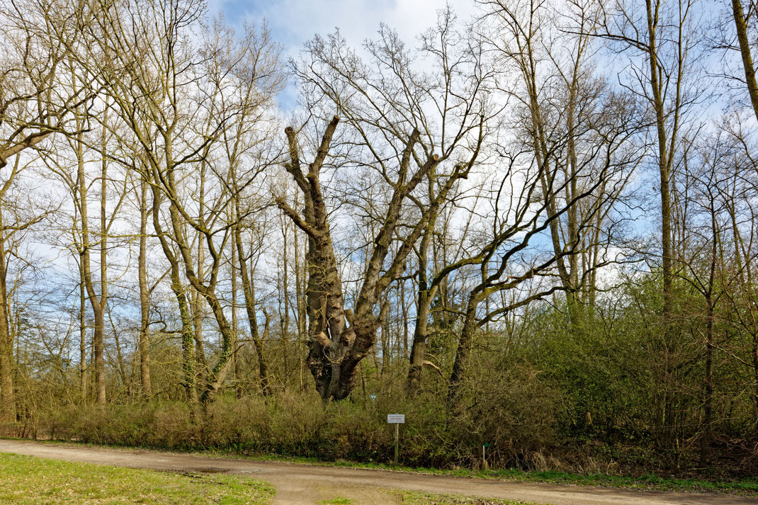 Stiftsgerichtseiche bei Bassum