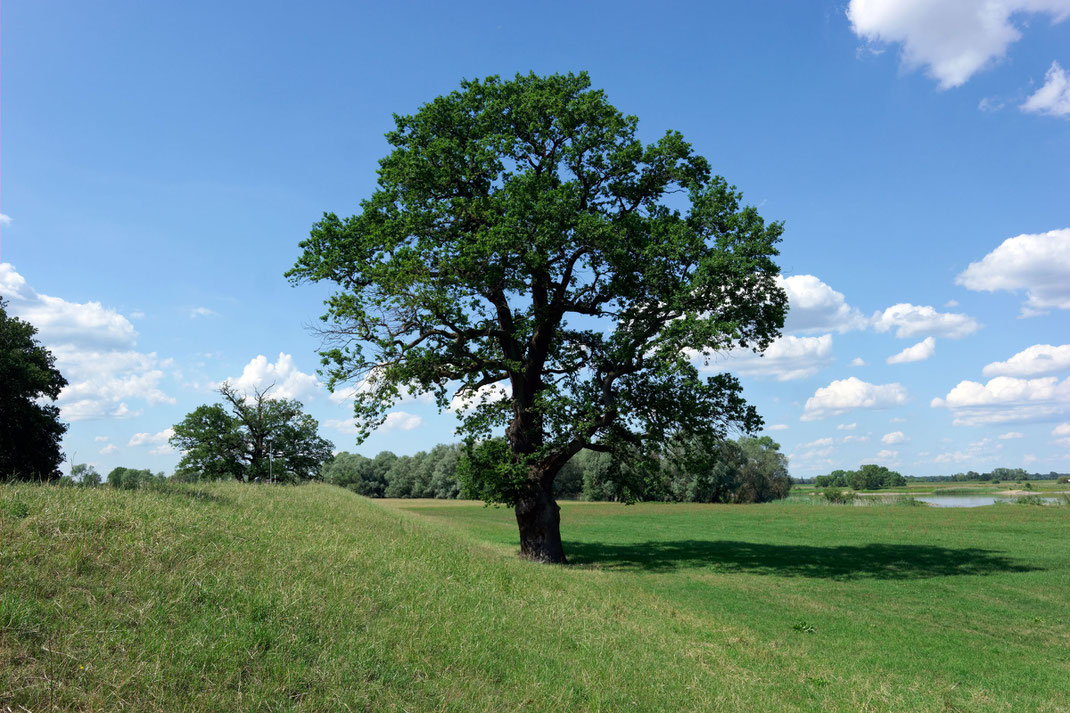 Eiche bei Uhlenhorst