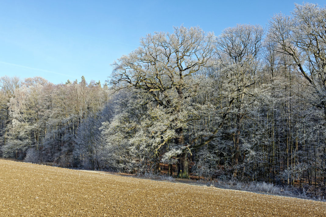 Eiche im Buchenbachtal bei Friesen