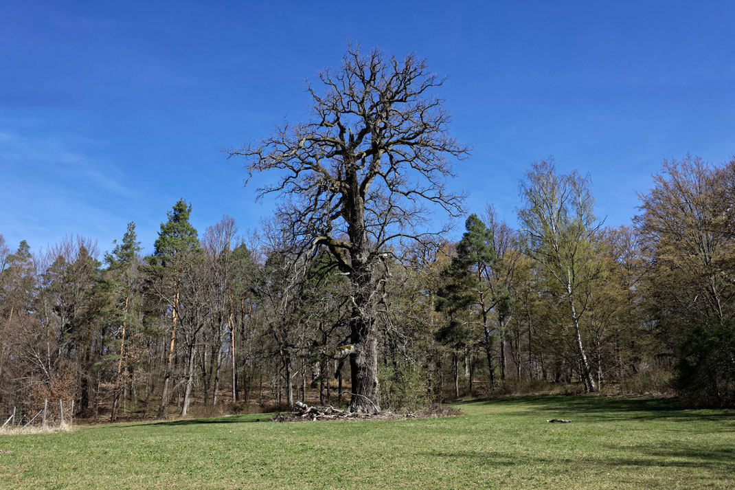 Bernhards-Eiche im Wildtierpark Stuttgart