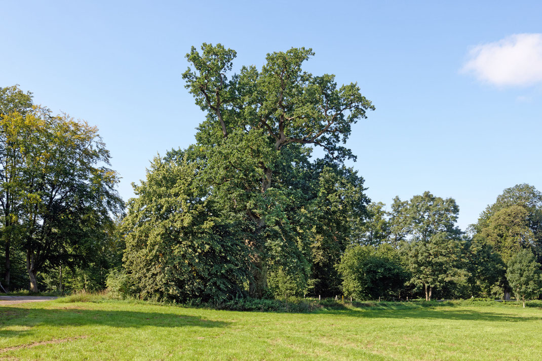 Eiche bei Ivenack