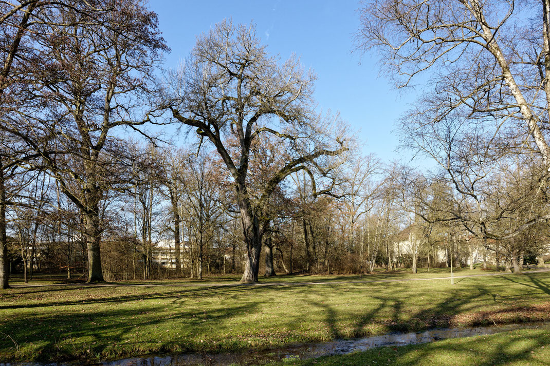 Silberpappel im Schlosspark Werneck in Werneck