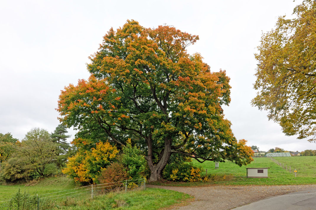Spitzahorn in Wiedigshof