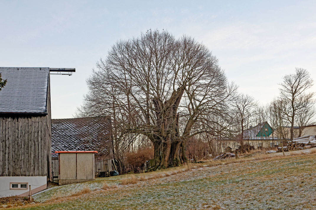 Linde in Sorgau