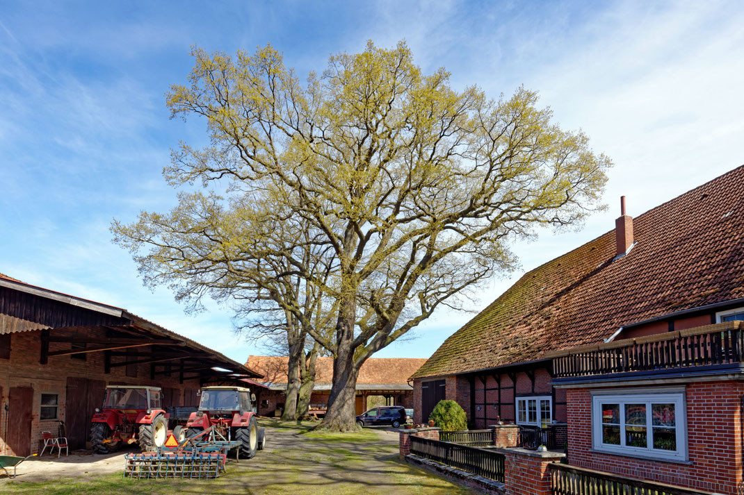 Eiche in Wasbüttel