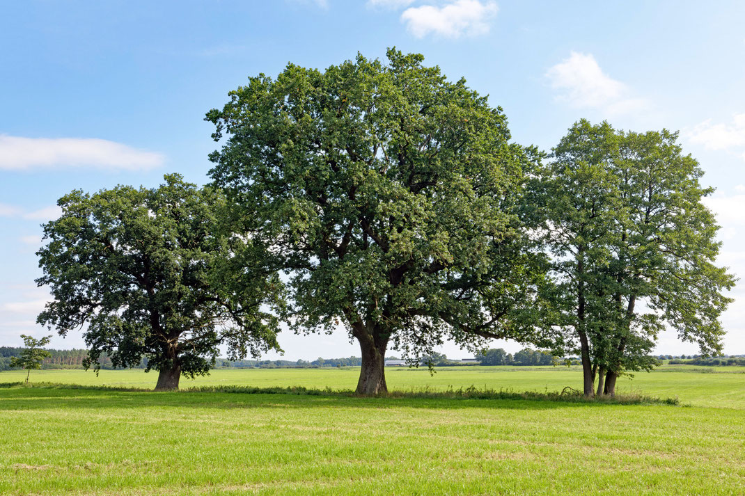 Eiche auf dem Feld bei Ivenack