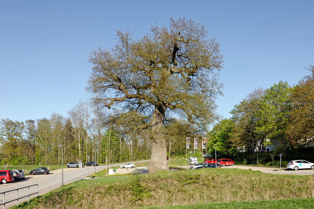 Eiche in Eutin