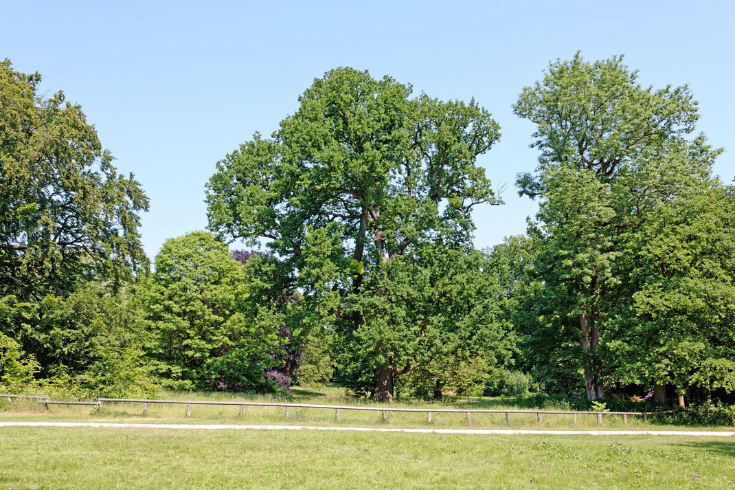 Eiche Berner Park Hamburg