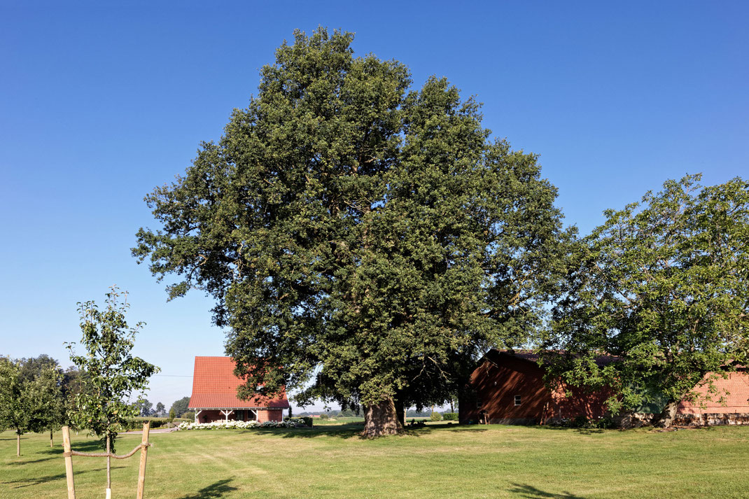 Eiche auf dem Hofgelände Steverding bei Velen