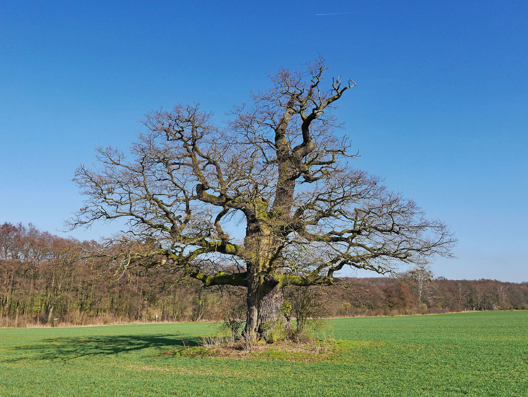 Eiche bei Beberbeck