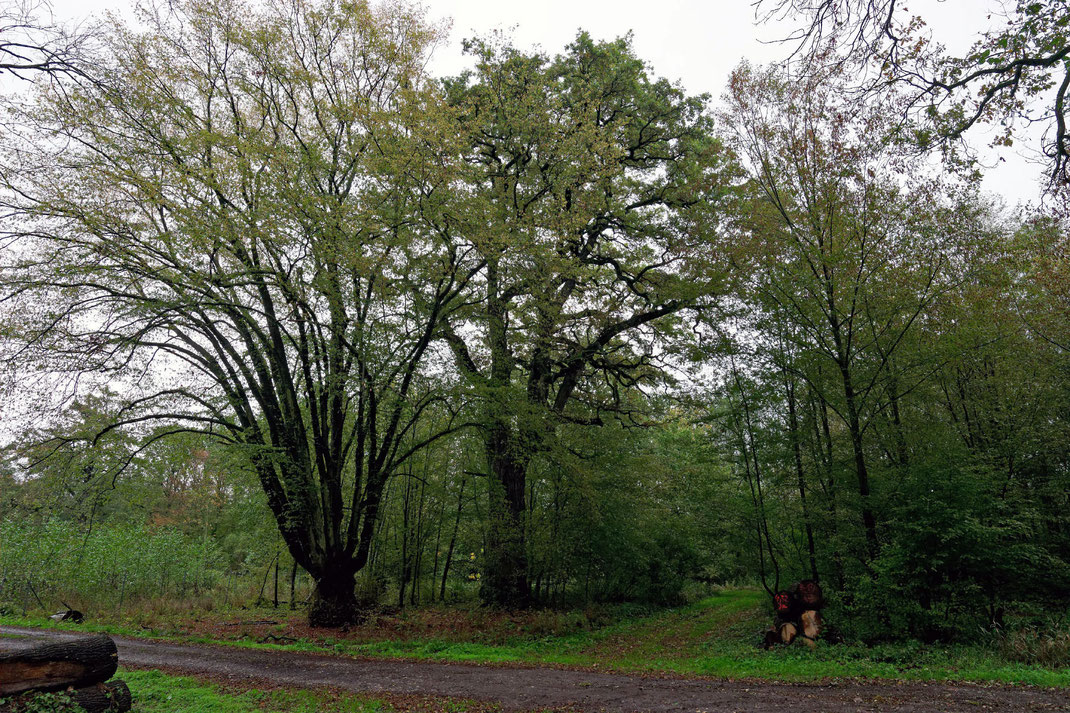 Eiche im Rüsterhau bei Dessau