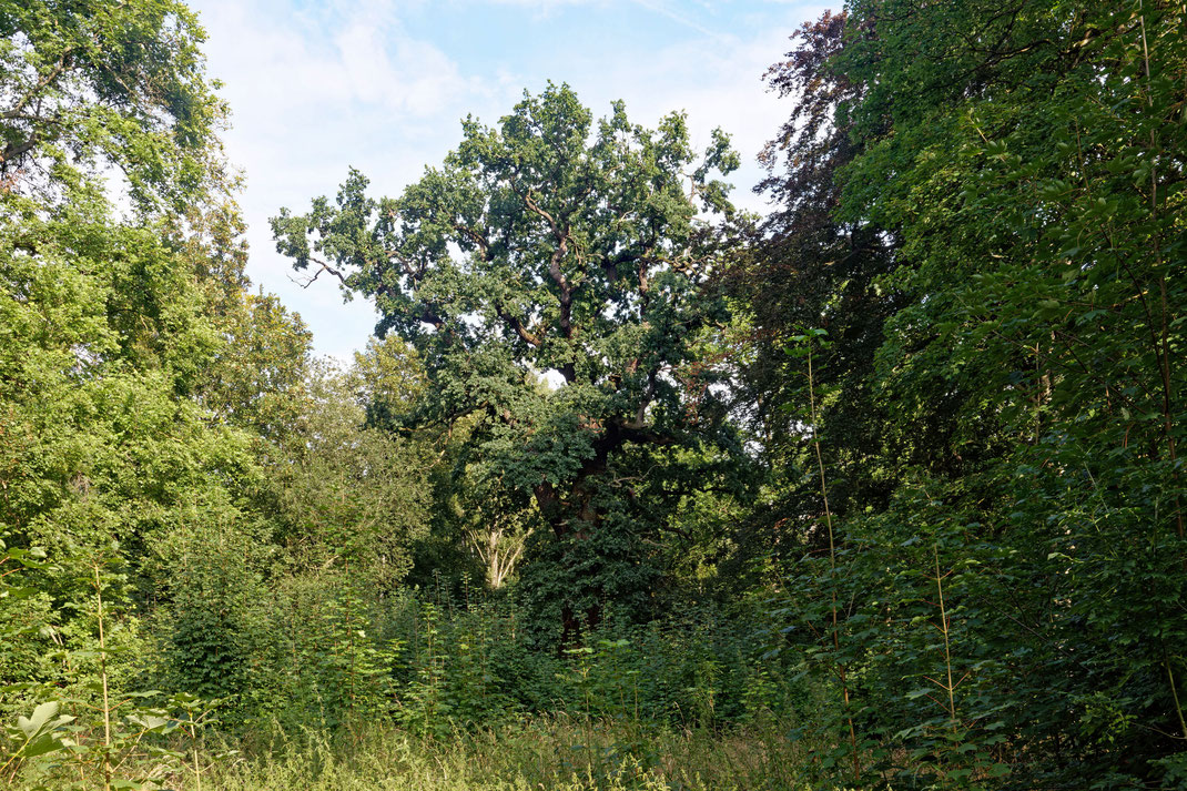 Eiche im Park von Radewitz